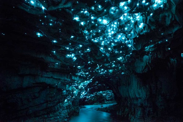 土ボタルの光とGlowworm Caves(ワイトモグローワーム洞窟）