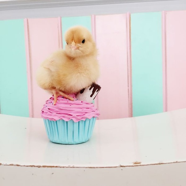 かわいいひよこの写真7