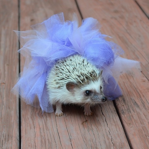 リボンハリネズミ