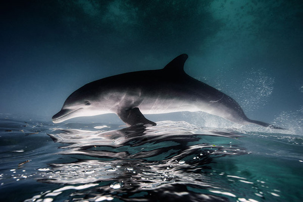 イルカの海中写真 Jorge Cervera Hause 1r