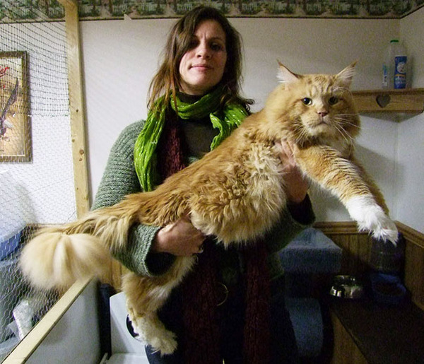 とても大きい猫の画像 22