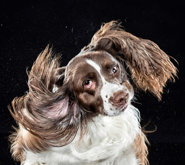 顔を振る犬の衝撃画像 9