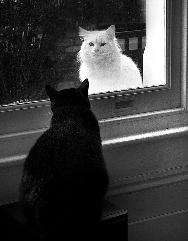 黒猫と白猫どっちが好き どっちも可愛すぎて選べないヘブン状態 猫画像18枚 黒猫と白猫どっちが好き どっちも可愛すぎて選べないヘブン状態 猫画像18枚