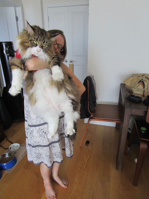 とても大きい猫の画像 18