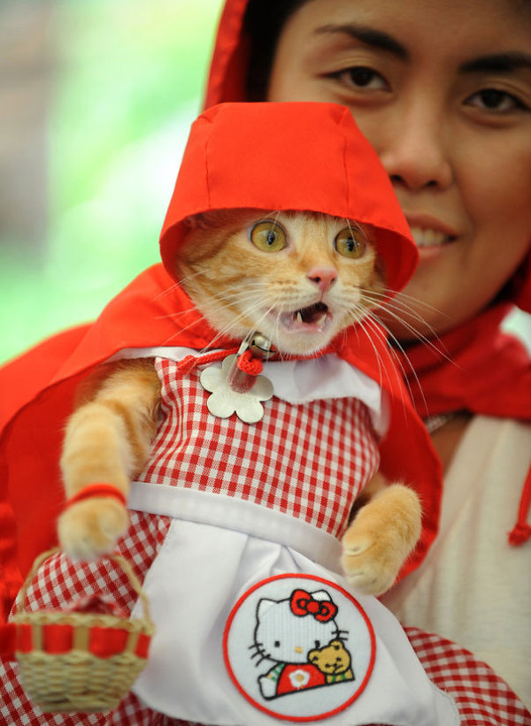 コスプレ猫！ハロウィンだし仮装した猫画像 (21)