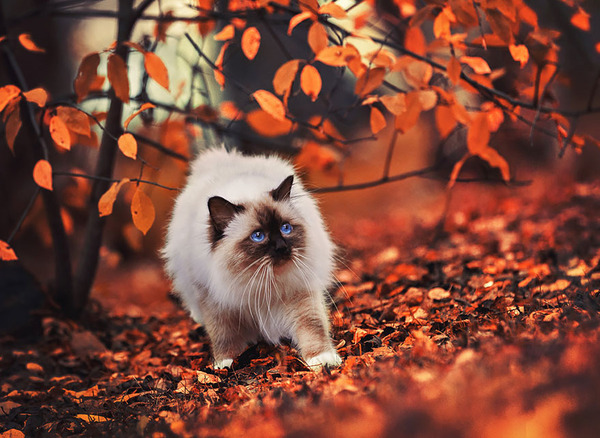 秋まっしぐら 紅葉や秋の森の中を楽しむ動物たちの画像