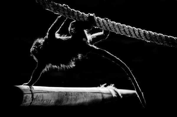 漆黒のシルエットとアウトラインが美しい野生動物のモノクロ写真 漆黒のシルエットとアウトラインが美しい野生動物のモノクロ写真