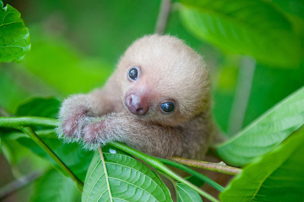 癒し系動物ナマケモノの赤ちゃんが超かわいい画像 (1)