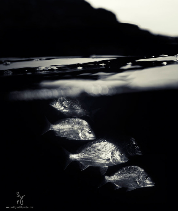 水中と水上を隔てた幻想的な写真 海の中の異世界感