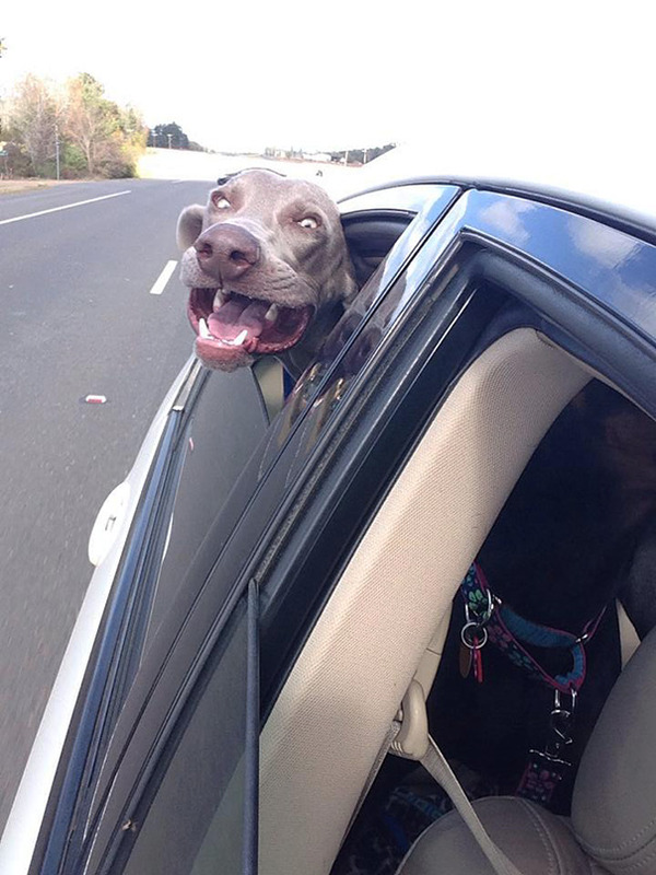 走行中の車から顔を出す犬のおもしろ顔画像 15