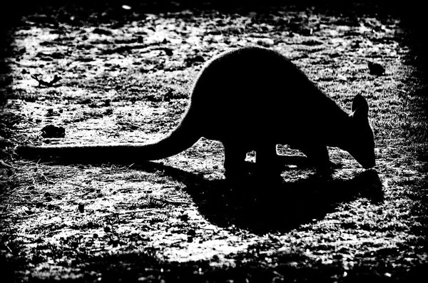 漆黒のシルエットとアウトラインが美しい野生動物のモノクロ写真 漆黒のシルエットとアウトラインが美しい野生動物のモノクロ写真