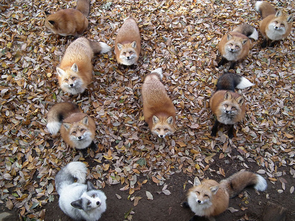 餌を欲しがる狐達