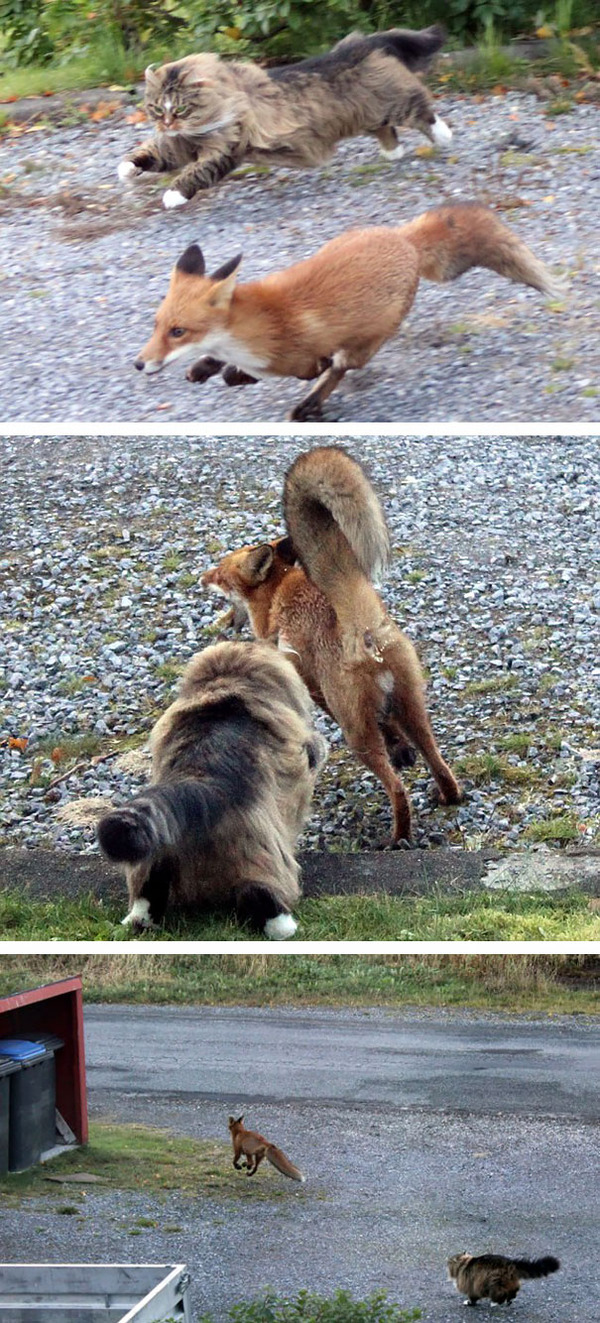 とても大きい猫の画像 5