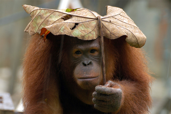 自然の傘を差す動物 8