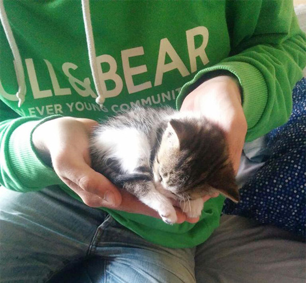 手の平の子猫