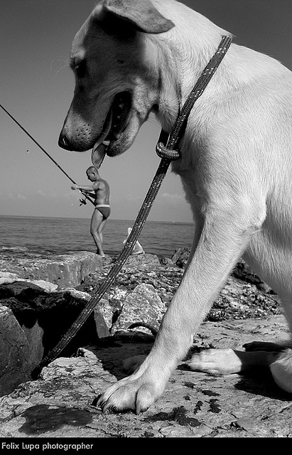 思わず二度見しちゃう犬の奇跡的な瞬間 おもしろ画像 思わず二度見しちゃう犬の奇跡的な瞬間 おもしろ画像