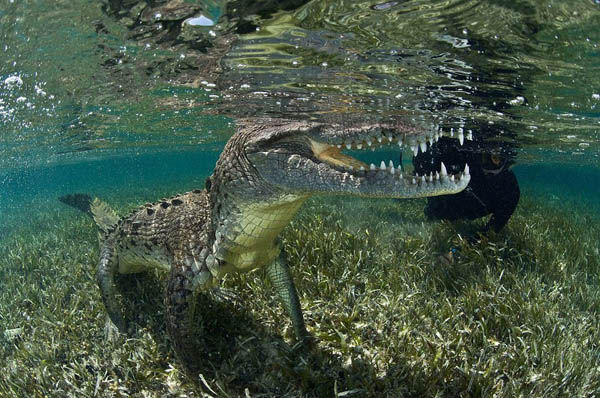 野生のワニの写真を撮るために危険を冒すカメラマン (2)