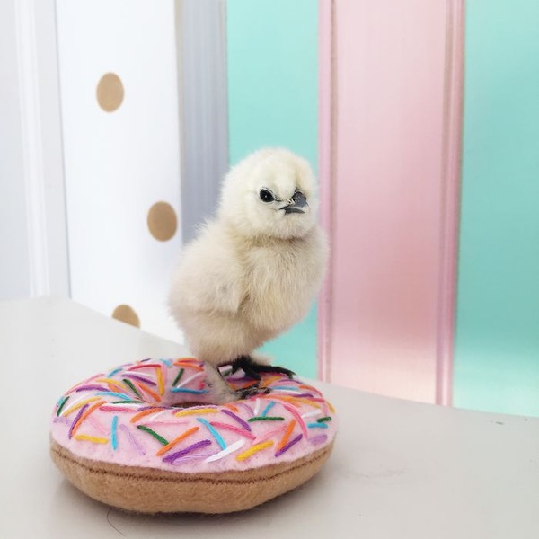 かわいいひよこの写真3