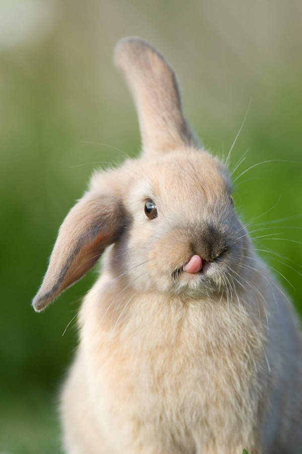 超ふわふわ！モフモフで愛らしいウサギの画像20枚 (20)