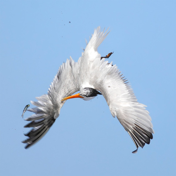 もう逃げられない 鳥が魚をパックリ食べちゃう瞬間の画像10枚