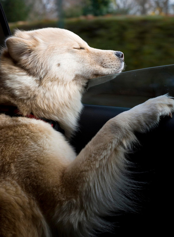 走行中の車から顔を出す犬のおもしろ顔画像 5