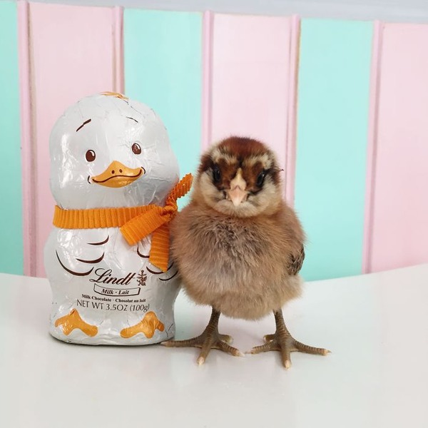 かわいいひよこの写真13