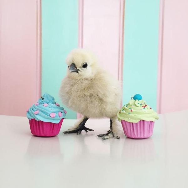 かわいいひよこの写真6