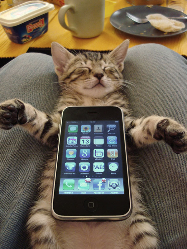 iCat