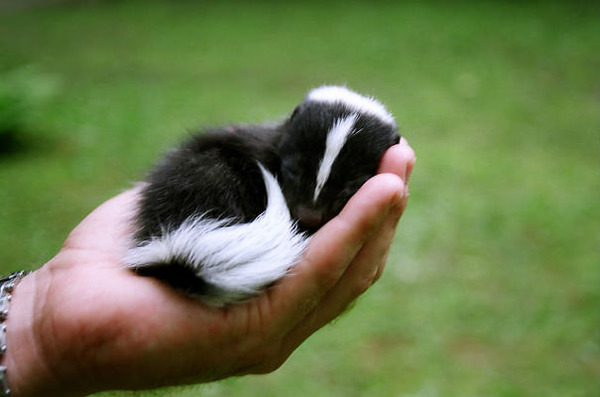 可愛いスカンクの動物の赤ちゃん