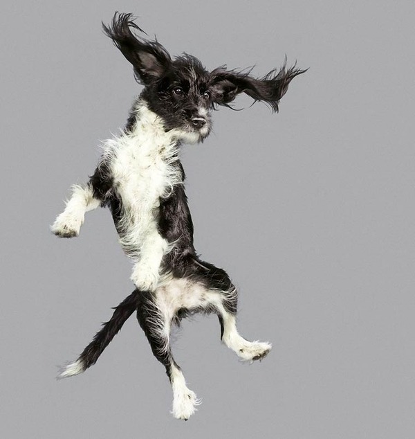 飛ぶ犬！空飛ぶわんこの絶妙な表情が逸品な写真 (12)