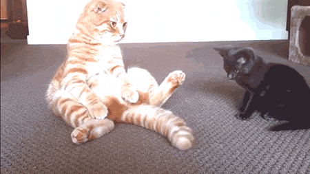猫がお尻でお座り お座り上手な猫達の画像を集めてみた 猫がお尻でお座り お座り上手な猫達の画像を集めてみた