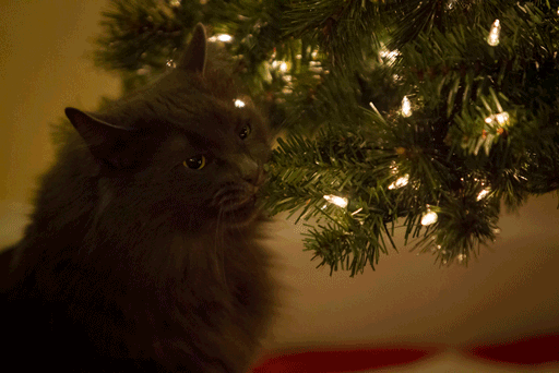 猫 あらぶる クリスマスツリーに突っ込んだり登ったりする猫画像特集 猫 あらぶる クリスマスツリーに突っ込んだり登ったりする猫画像特集