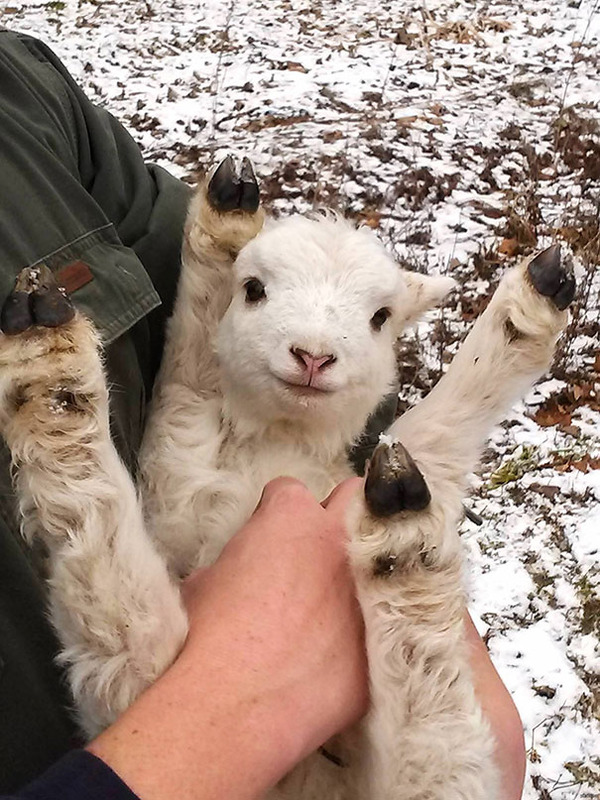 お腹を撫でられて気持ちいい動物画像 2