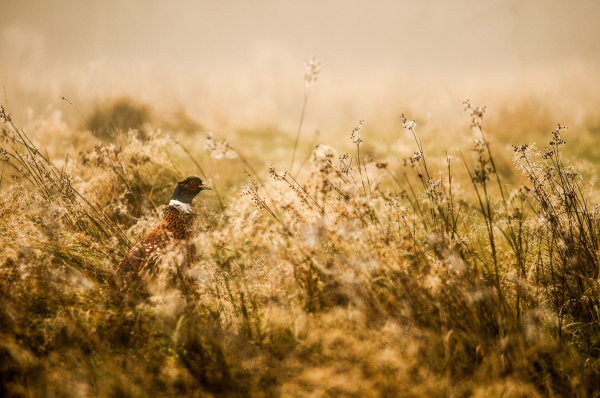 Pheasant