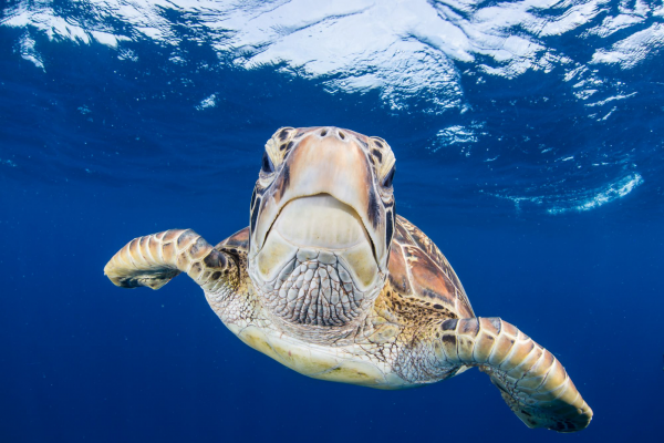 Green sea turtle
