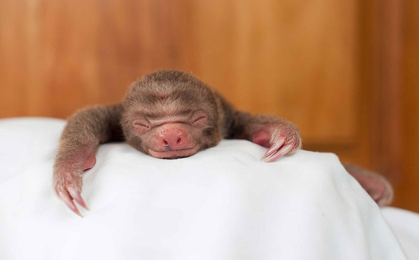 癒し系動物ナマケモノの赤ちゃんが超かわいい画像 (3)