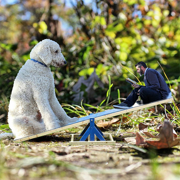 犬を大きくする！そんな夢をフォトショップの画像加工 (8)