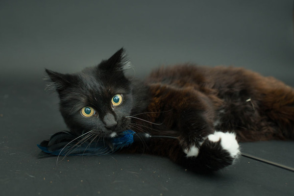 アメリカのアニマルシェルターで里親を待つ黒猫たちの写真 (10)