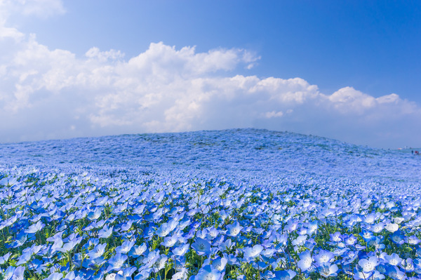 青の楽園 ネモフィラの花が美しい Inひたち海浜公園