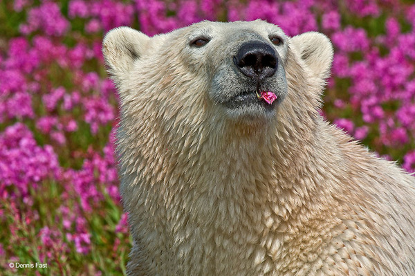 自然の花畑で戯れるホッキョクグマ!動物も美しい花が好き? (5)