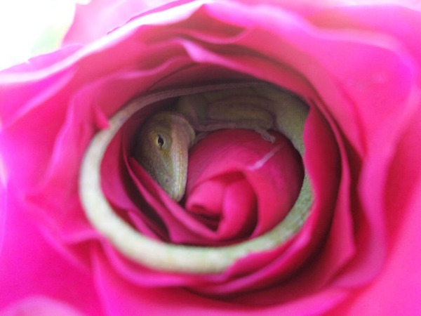 優しい世界。薔薇の花びらの中で眠るトカゲの画像! (3)