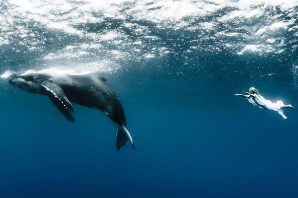 ザトウクジラとモデルのダイバーが一緒に海中を泳ぐ 5