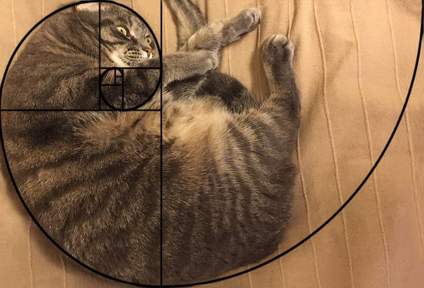 猫と黄金比の関係画像!猫の美しさの秘訣は黄金比にあり (12)