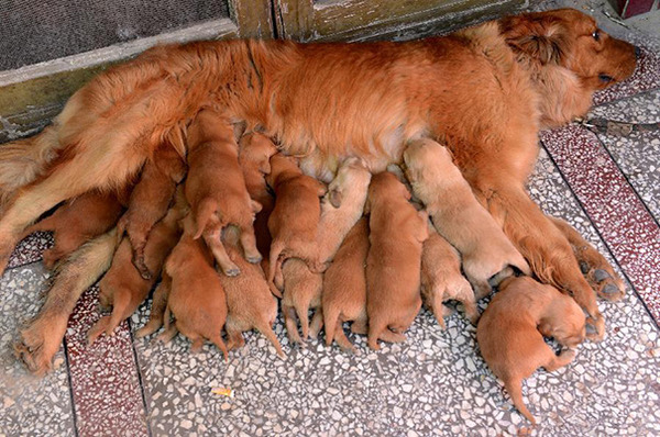 わんこファミリー 母犬とその子犬達の集合写真32枚 犬の親子画像