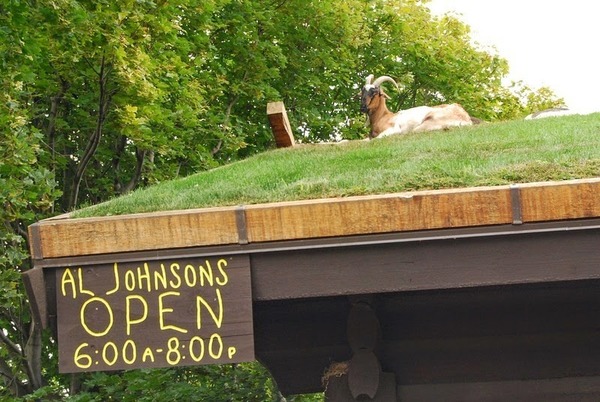 アル・ジョンソン Al Johnsons ヤギが住む料理屋 2