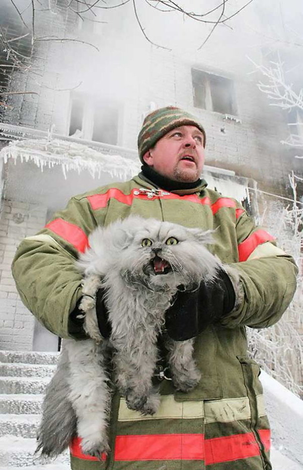 とても大きい猫の画像 16