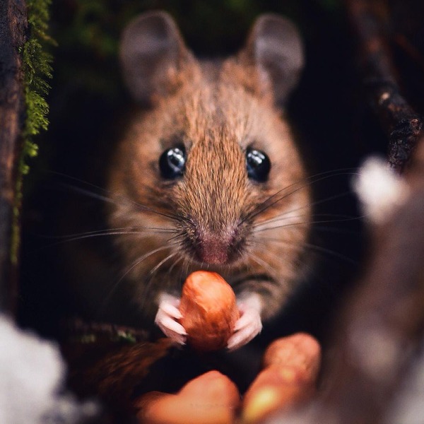 キツネやリスと戯れようぜ！フィンランドの胸キュン野生動物 (9)