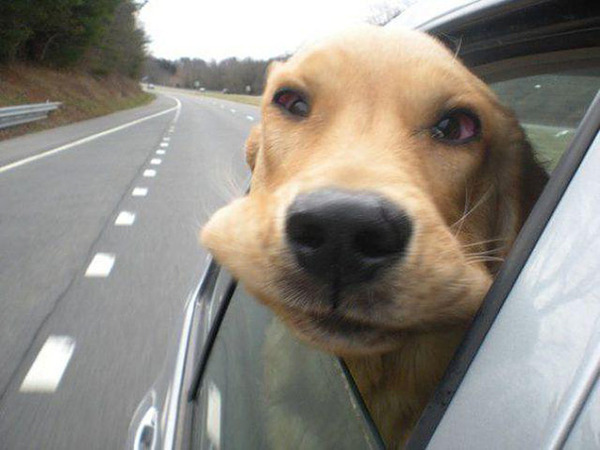 走行中の車から顔を出す犬のおもしろ顔画像 14