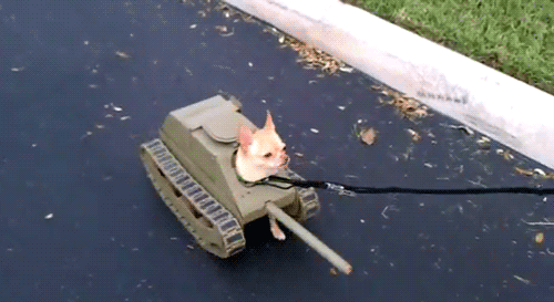 コスプレ犬猫たちの動くおもしろGIF画像 (4)