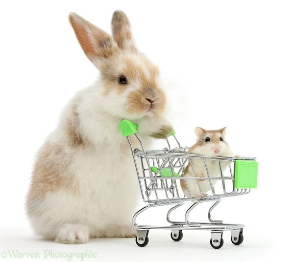 似てる！親が違うのにそっくりな動物画像30枚 (30)